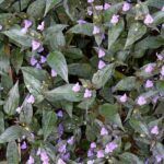 AUTO-DRAFT от Завода ФЛОРА