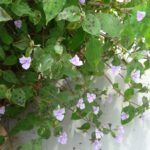 AUTO-DRAFT от Завода ФЛОРА