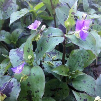 AUTO-DRAFT от Завода ФЛОРА