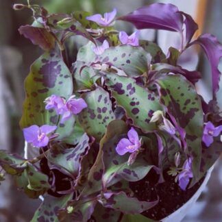 Традесканция Тинантия Pringlеi от Завода ФЛОРА