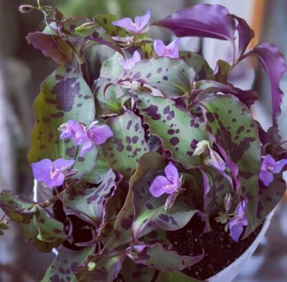 Традесканция Тинантия Pringlеi от Завода ФЛОРА