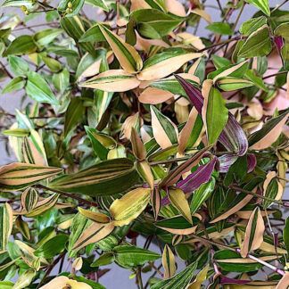 AUTO-DRAFT от Завода ФЛОРА