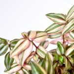 AUTO-DRAFT от Завода ФЛОРА