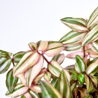 AUTO-DRAFT от Завода ФЛОРА