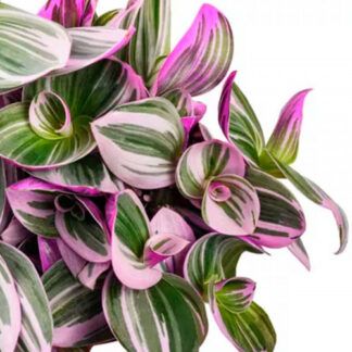 AUTO-DRAFT от Завода ФЛОРА