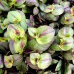 AUTO-DRAFT от Завода ФЛОРА