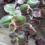 AUTO-DRAFT от Завода ФЛОРА