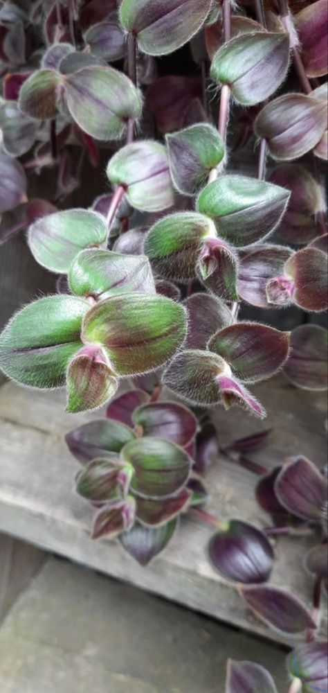 AUTO-DRAFT от Завода ФЛОРА