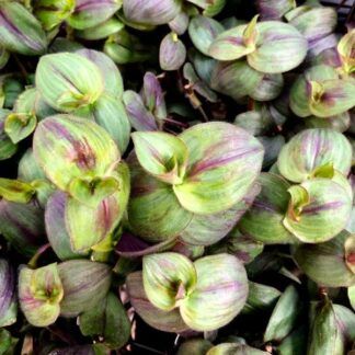 AUTO-DRAFT от Завода ФЛОРА