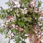 AUTO-DRAFT от Завода ФЛОРА