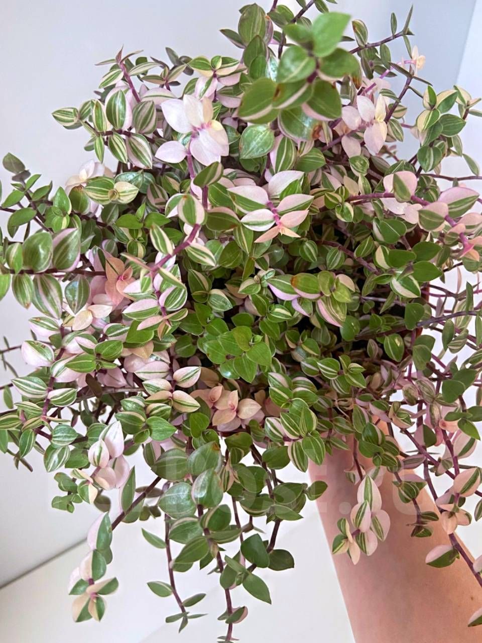 AUTO-DRAFT от Завода ФЛОРА