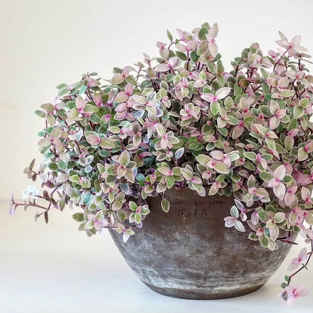 AUTO-DRAFT от Завода ФЛОРА