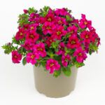 AUTO-DRAFT от Завода ФЛОРА