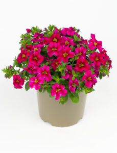 Калибрахоа Calitastic Bright Purple (срезы/5шт)