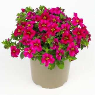 AUTO-DRAFT от Завода ФЛОРА