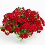 AUTO-DRAFT от Завода ФЛОРА