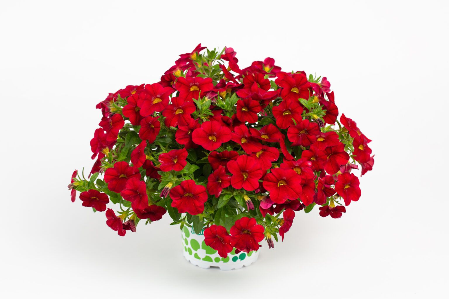 Калибрахоа Calitastic Bright Red (0,1л) от Завода ФЛОРА
