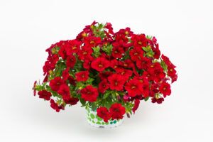 Калибрахоа Calitastic Bright Red (срезы/5шт)