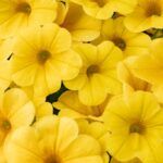 AUTO-DRAFT от Завода ФЛОРА