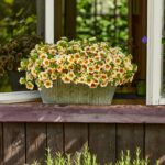 AUTO-DRAFT от Завода ФЛОРА