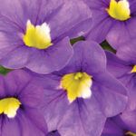 AUTO-DRAFT от Завода ФЛОРА