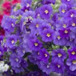 AUTO-DRAFT от Завода ФЛОРА