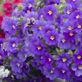 AUTO-DRAFT от Завода ФЛОРА