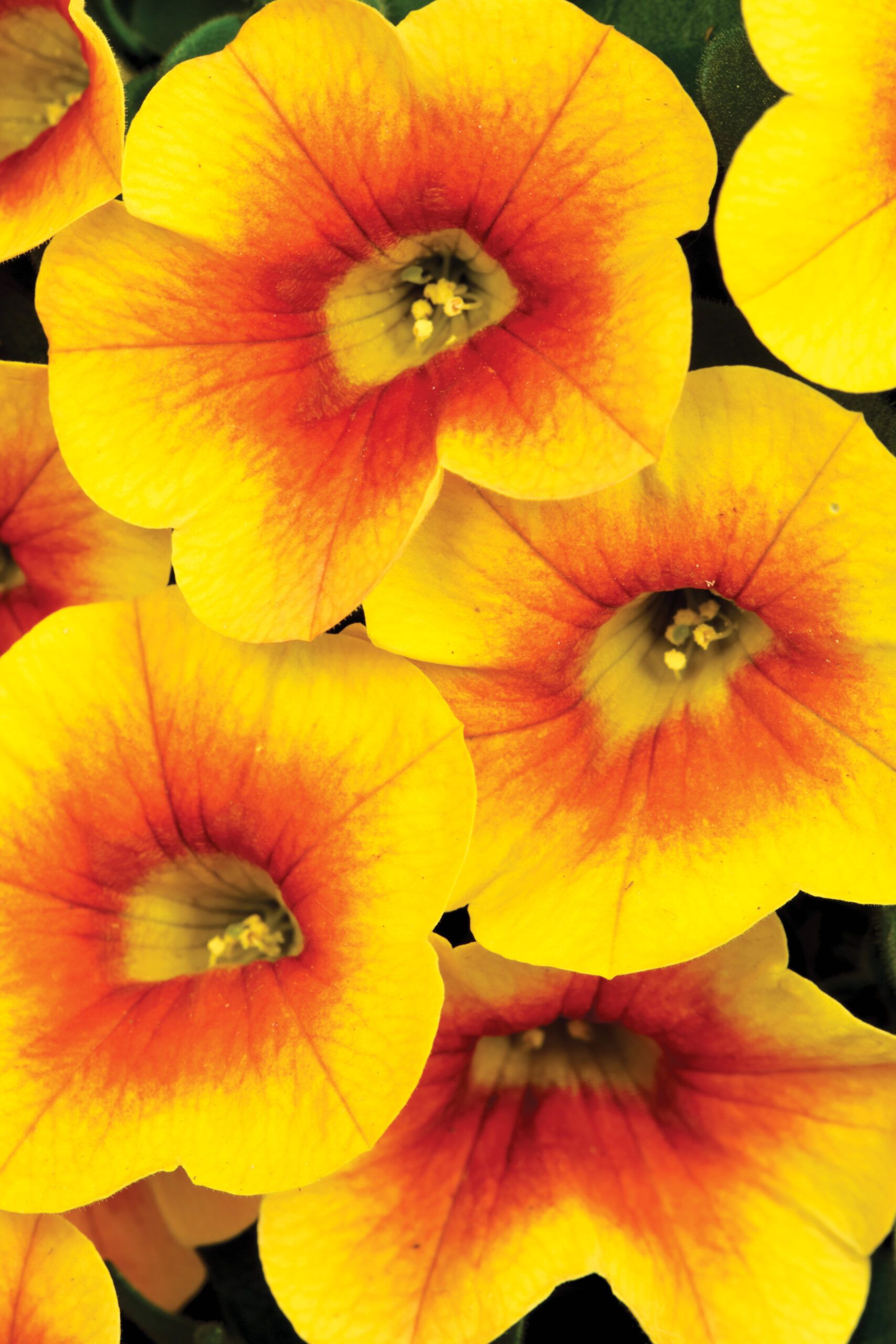 AUTO-DRAFT от Завода ФЛОРА