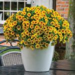 AUTO-DRAFT от Завода ФЛОРА