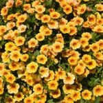 AUTO-DRAFT от Завода ФЛОРА