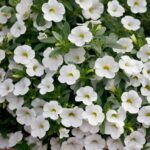 AUTO-DRAFT от Завода ФЛОРА