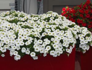 Калибрахоа Calitastic White (срезы/5шт)