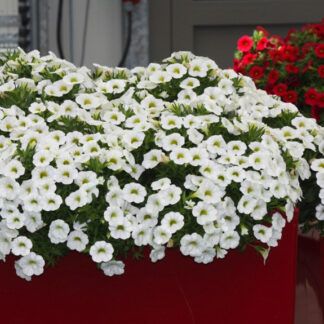 AUTO-DRAFT от Завода ФЛОРА