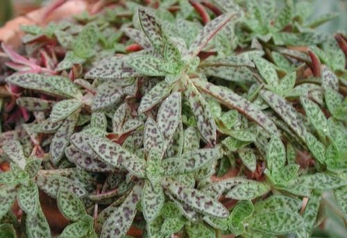 AUTO-DRAFT от Завода ФЛОРА