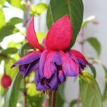 AUTO-DRAFT от Завода ФЛОРА