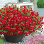 AUTO-DRAFT от Завода ФЛОРА