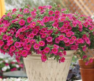 Калибрахоа Million Bells Trailing Fuchsia (срезы/5шт)