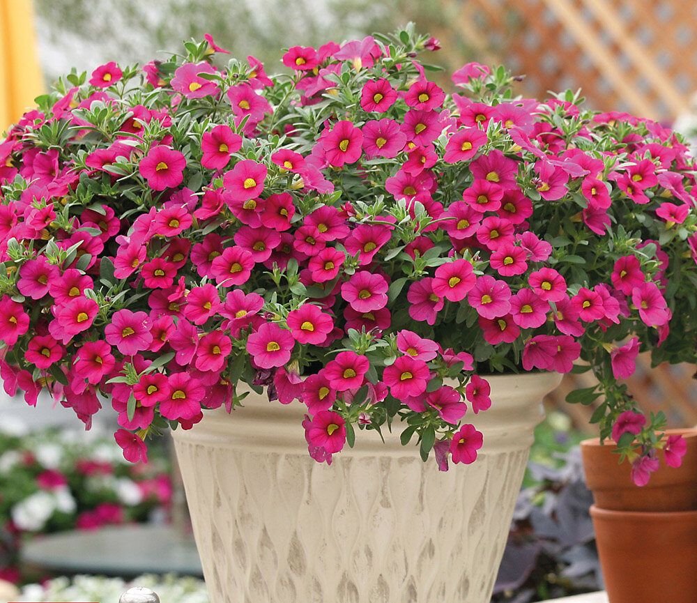 AUTO-DRAFT от Завода ФЛОРА