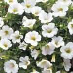 AUTO-DRAFT от Завода ФЛОРА