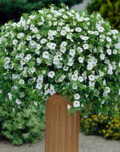 Калибрахоа Million Bells Trailing Ice (срезы/5шт)