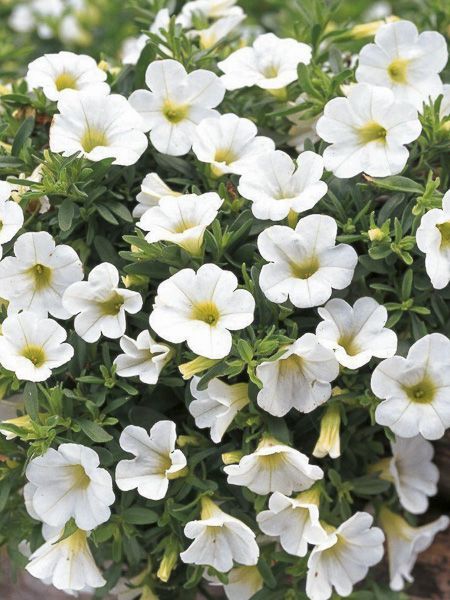 AUTO-DRAFT от Завода ФЛОРА