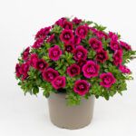 AUTO-DRAFT от Завода ФЛОРА