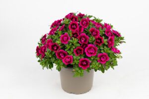 Калибрахоа Celebration Double Smokin Berries (срезы/5шт)