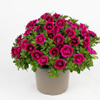 AUTO-DRAFT от Завода ФЛОРА