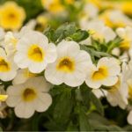 AUTO-DRAFT от Завода ФЛОРА