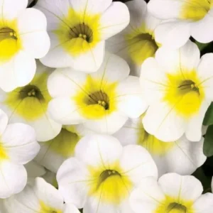 Калибрахоа Calibasket Sunny Side (срезы/5шт)