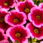 AUTO-DRAFT от Завода ФЛОРА