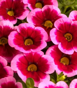 Калибрахоа Caliloco Frankenberry (срезы/5шт)