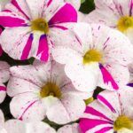 AUTO-DRAFT от Завода ФЛОРА