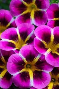 Калибрахоа Caliloco Starfire Fuchsia (срезы/5шт)